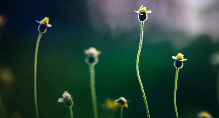 flowers growing